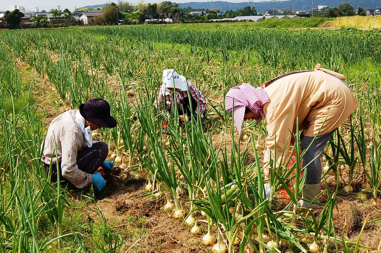 収穫 玉ねぎ タマネギ栽培☆収穫の目安と新玉ねぎの保存方法（干し方）